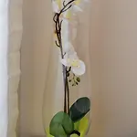 Appartement We - Corso Saba House *